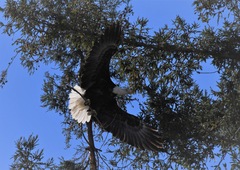 Haliaeetus leucocephalus