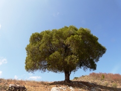 Juniperus flaccida