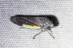 Hamana gelbata