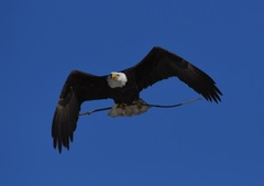 Haliaeetus leucocephalus