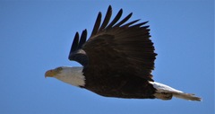 Haliaeetus leucocephalus