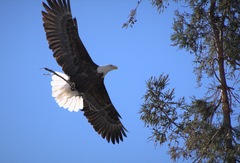 Haliaeetus leucocephalus