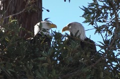 Haliaeetus leucocephalus