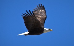Haliaeetus leucocephalus