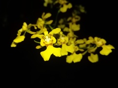 Oncidium nebulosum