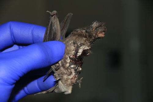 Davison's Mastiff Bat