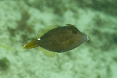 Cantherhines pardalis