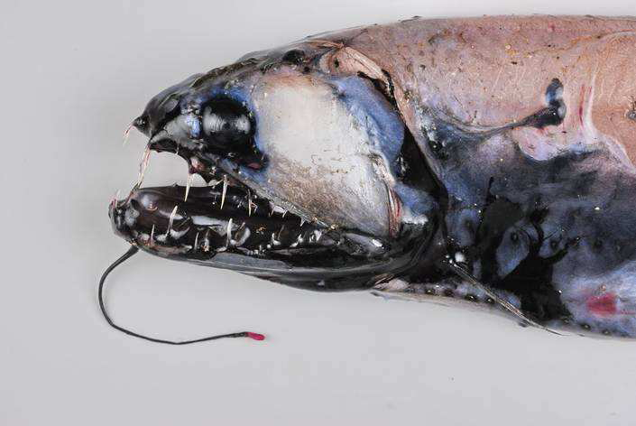 Pacific Snaggletooth