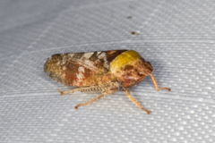Dragonana dracontea