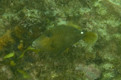 Cantherhines pardalis