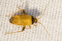 Phytocoris ramosus