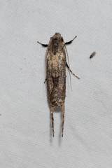 Gerontha acrosthenia