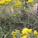 Ericameria nauseosa graveolens - Photo (c) hannahvincelette, osa oikeuksista pidätetään (CC BY-NC), lähettänyt hannahvincelette