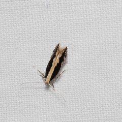 Macrenches eurybatis