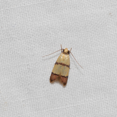 Heteroteucha distephana