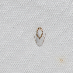 Opostegoides gephyraea