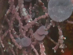 Mesophyllum conchatum