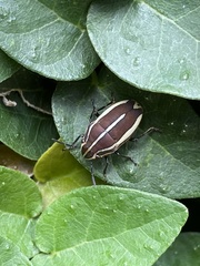 Agonosoma flavolineatum