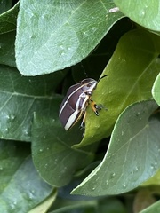 Agonosoma flavolineatum