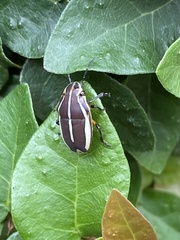 Agonosoma flavolineatum