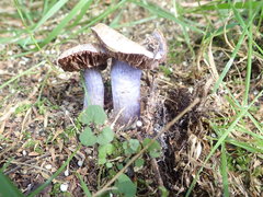 Cortinarius austrovaginatus