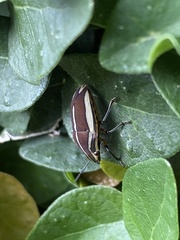 Agonosoma flavolineatum