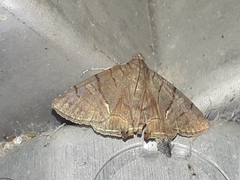 Eulepidotis carcistola