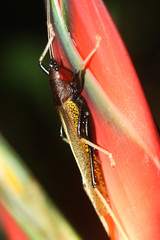 Macroxiphus sumatranus