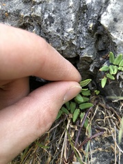 Pellaea glabella