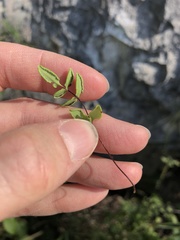 Pellaea glabella