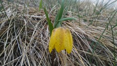 Fritillaria collina