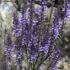 Anarrhinum longipedicellatum