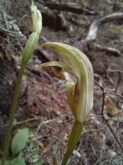 Pterostylis furcata