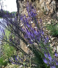 Anarrhinum longipedicellatum