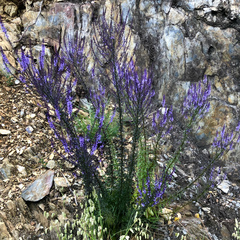 Anarrhinum longipedicellatum