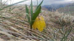 Fritillaria collina