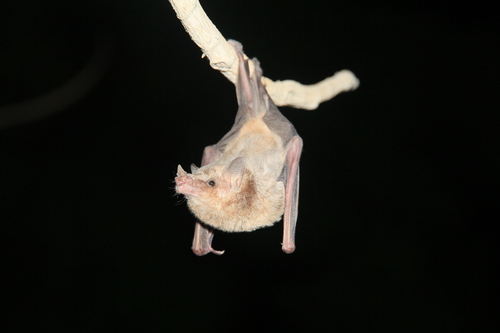 Long-snouted Bat