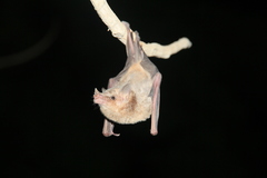 Platalina genovensium