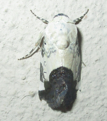 Acontia discoidea