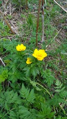 Trollius ranunculinus