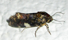 Acontia imitatrix