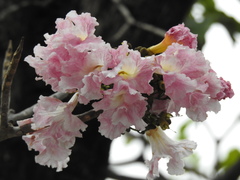 Tabebuia rosea