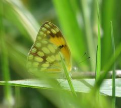 Colotis vesta mutans