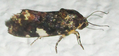 Acontia imitatrix