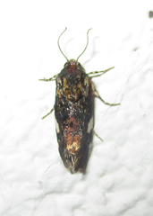 Acontia imitatrix