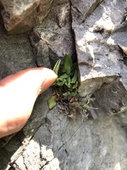 Pellaea glabella