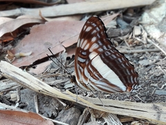 Adelpha phylaca