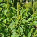 Amaranthus hybridus - Photo (c) Chris, some rights reserved (CC BY-NC), uploaded by Chris