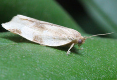 Choristoneura fractivittana