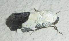 Acontia discoidea